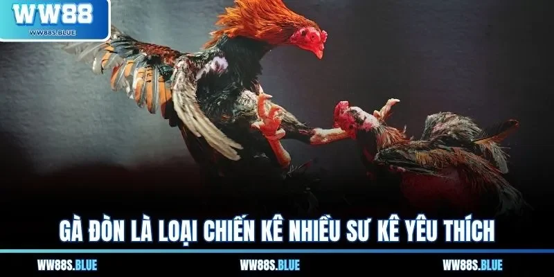 Gà đòn là loại chiến kê nhiều sư kê yêu thích