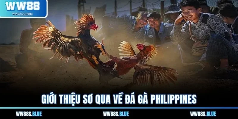 Giới thiệu sơ qua về đá gà Philippines