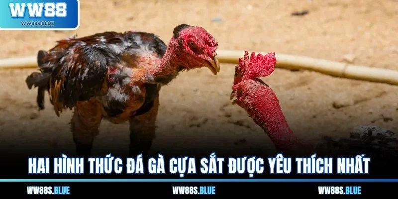 Hai hình thức đá gà cựa sắt được yêu thích nhất