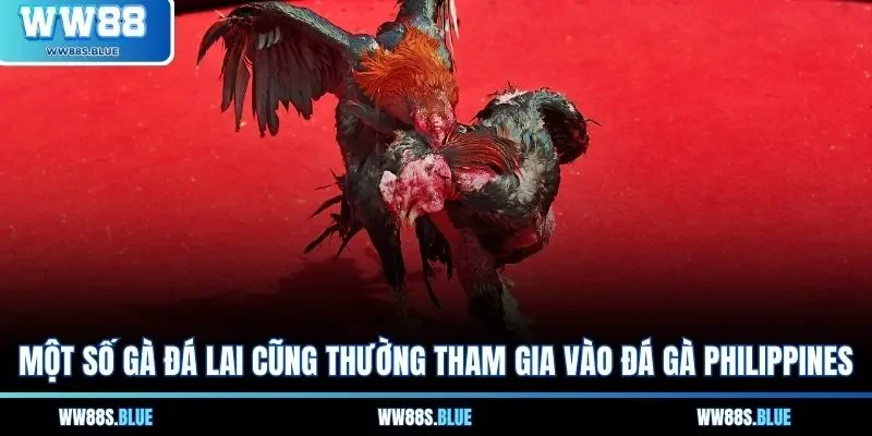 Một số gà đá lai cũng thường tham gia vào đá gà Philippines