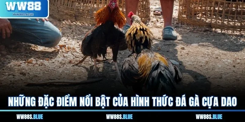 Đá Gà Cựa Dao - Hiểu Rõ Quy Tắc Và Luật Cược Nổi Bật 1 Những đặc điểm nổi bật của hình thức đá gà cựa dao
