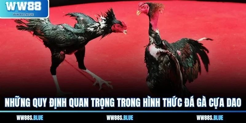 Đá Gà Cựa Dao - Hiểu Rõ Quy Tắc Và Luật Cược Nổi Bật 2 Những quy định quan trọng trong hình thức đá gà cựa dao