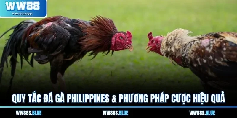 Quy tắc đá gà Philippines & Phương pháp cược hiệu quả