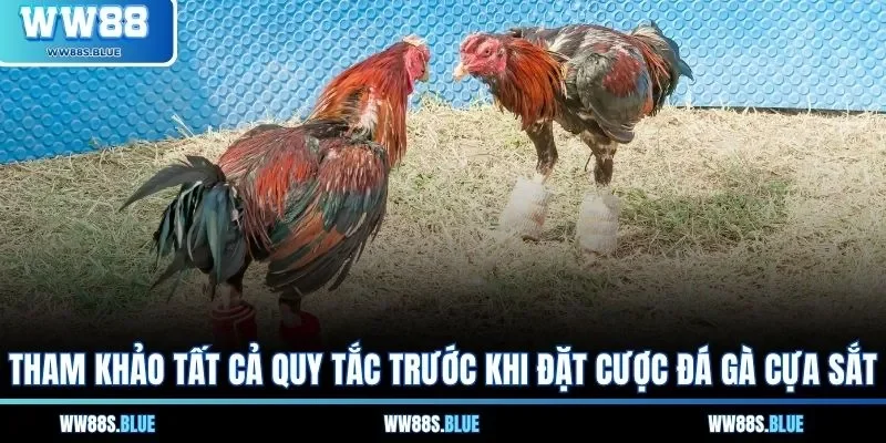 Tham khảo tất cả quy tắc trước khi đặt cược đá gà cựa sắt