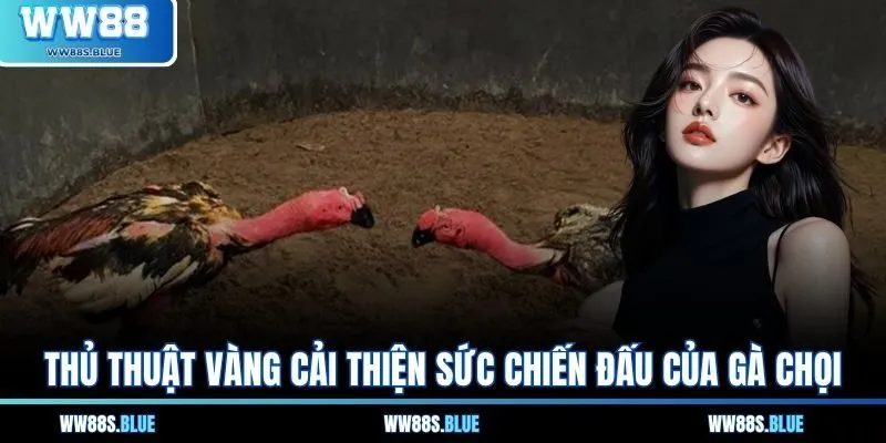 Bí Quyết Chăm Sóc Gà Chọi - Bước Tăng Sức Chiến Đấu 3 Thủ thuật vàng cải thiện sức chiến đấu của gà chọi