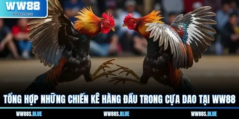 Đá Gà Cựa Dao - Hiểu Rõ Quy Tắc Và Luật Cược Nổi Bật 3 Tổng hợp những chiến kê hàng đầu trong cựa dao tại WW88